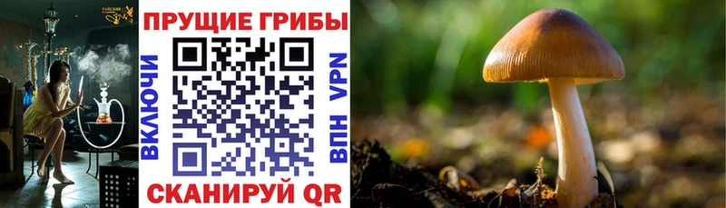 Галлюциногенные грибы Cubensis Сосновый Бор
